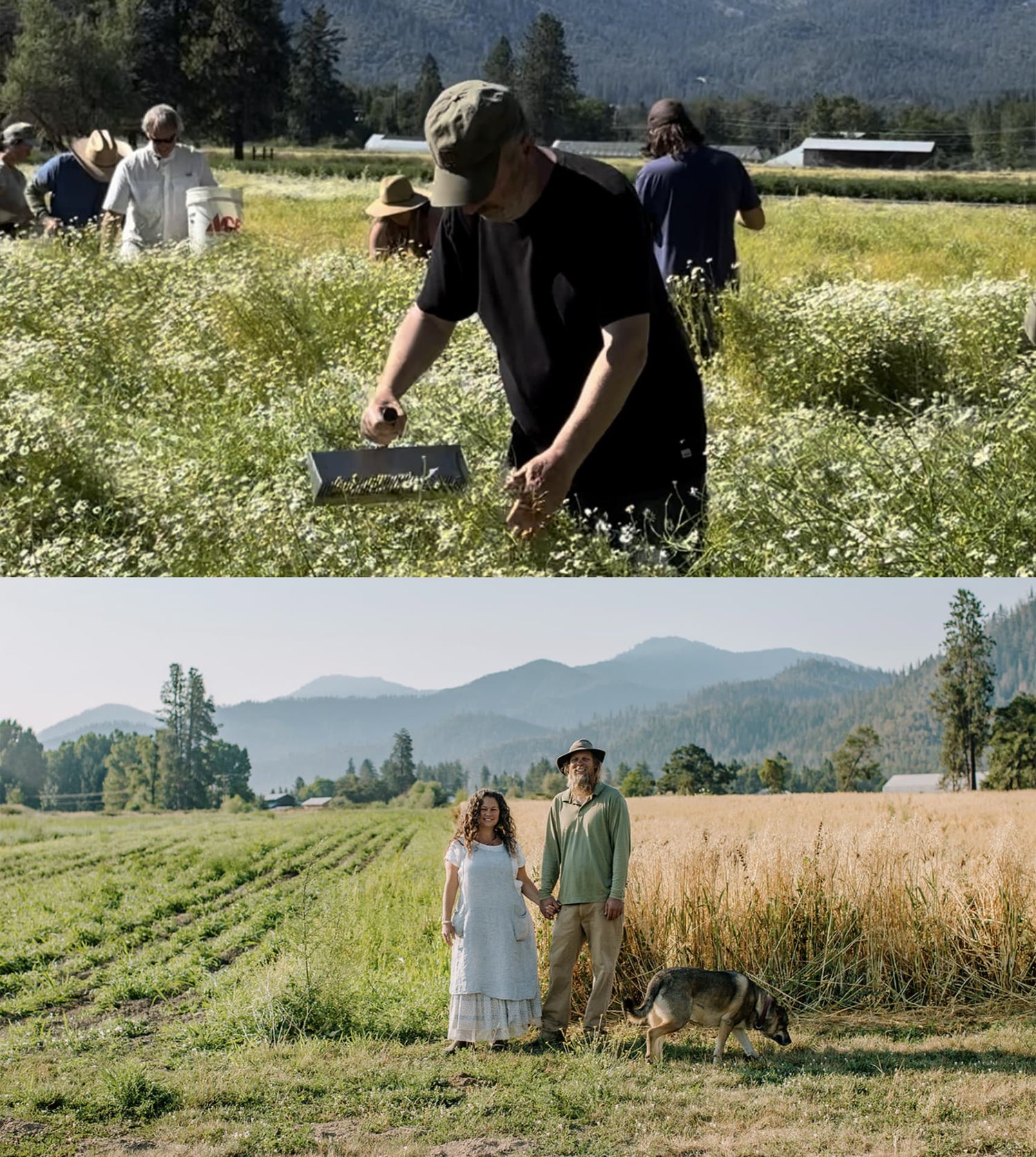 Farm workers harvesting herbs in a sunny mountain valley; below, a couple holding hands with a dog in a wheat field