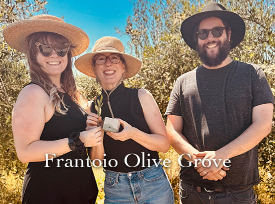 Three people pose holding an olive branch in a sunlit olive grove, overlaid text ‘Frantoio Olive Grove’