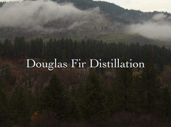 Header image titled Douglas Fir Distillation over a misty evergreen hillside