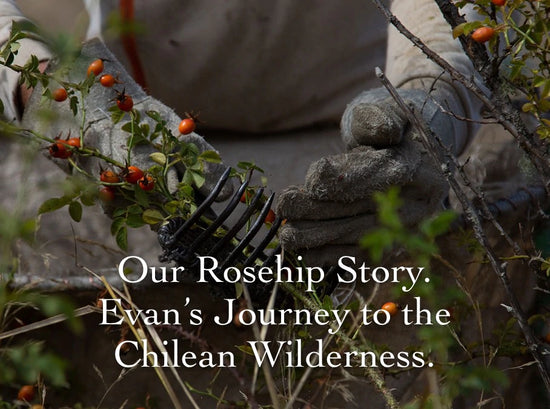 Gloved hands harvesting wild rosehips in scrubland, overlaid text ‘Our Rosehip Story’