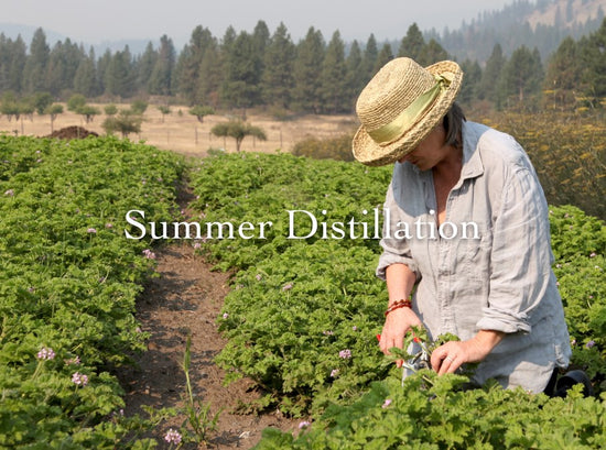 Person harvesting aromatic plants in a sunlit field with rolling hills, overlaid text Summer Distillation