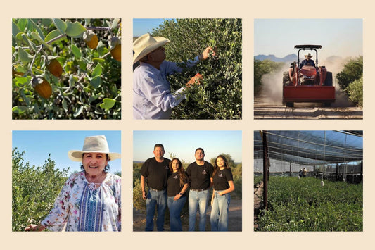 Collage of jojoba farm scenes: fruit close-up, farmer pruning, tractor on dusty path, family stewards, shaded nursery