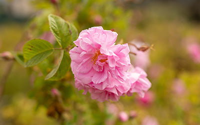 Close-up of a pink rose in bloom with a soft-focus garden background representing the Flower Tier
