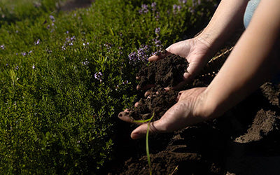 Hands holding soil and a small sprout over green plants representing the sprout membership level