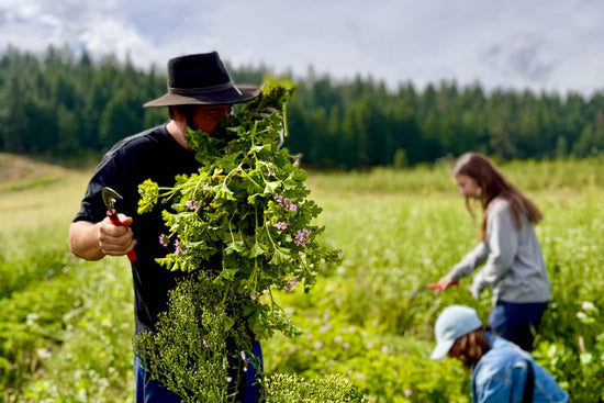 Man holding a large bundle of freshly cut flowering botanicals while two people harvest in a green field with a forested treeline