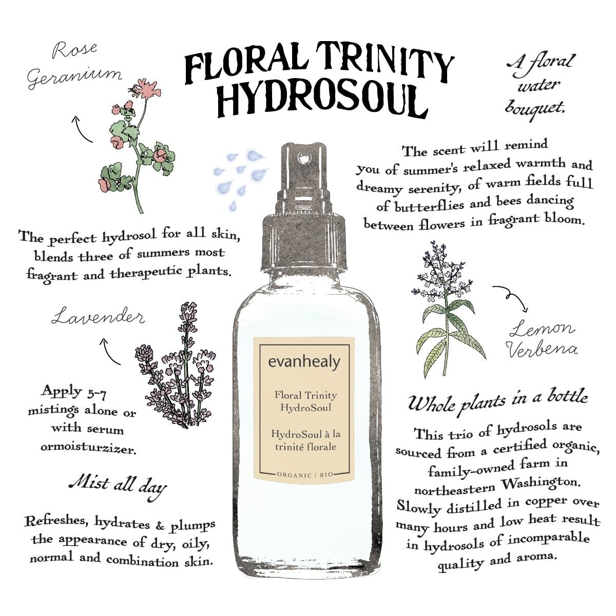 Hand drawn infographic showing Floral Trinity Hydrosol with rose geranium, lavender, and lemon verbena