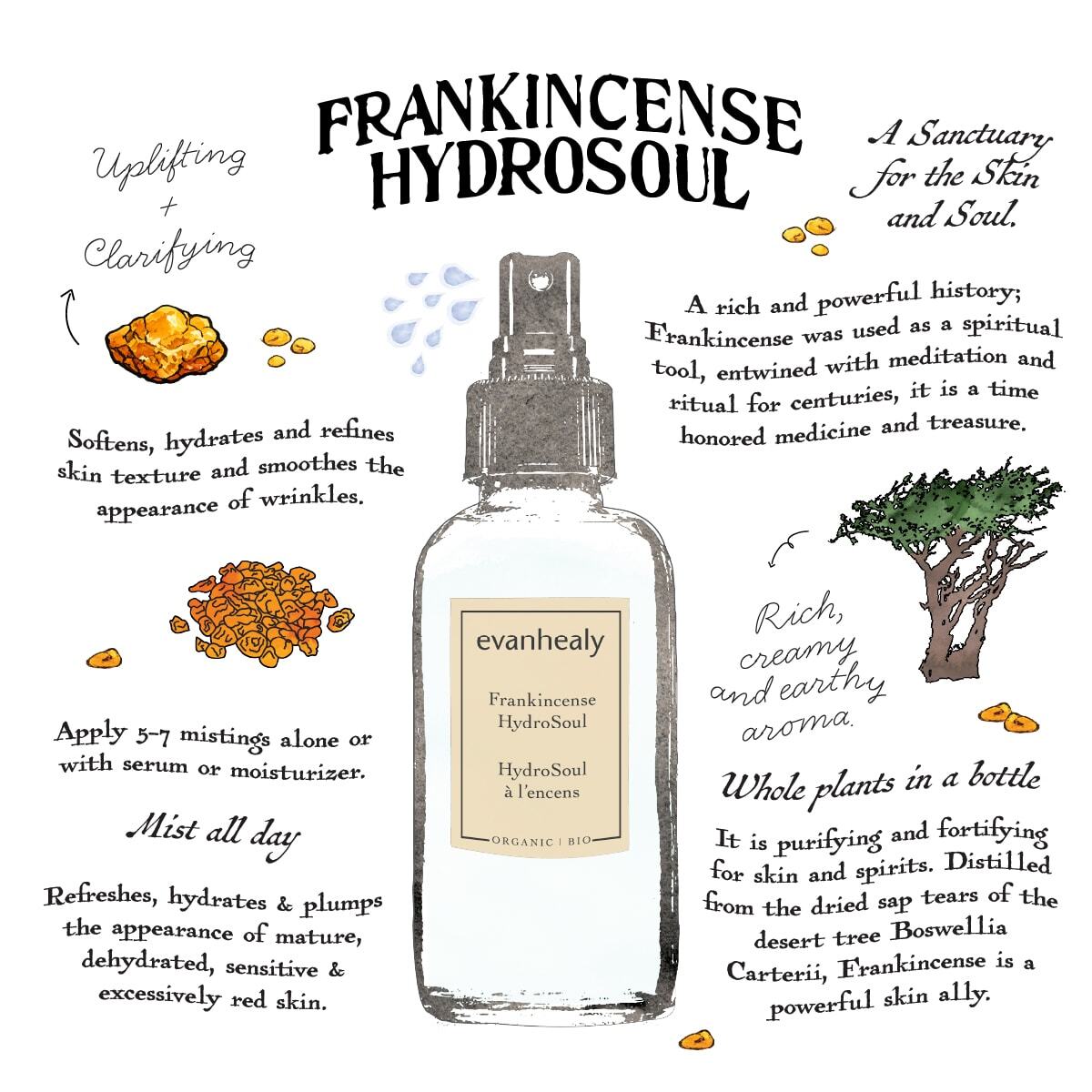 Frankincense Hydrosol infographic card with uplifting and clarifying skincare benefits