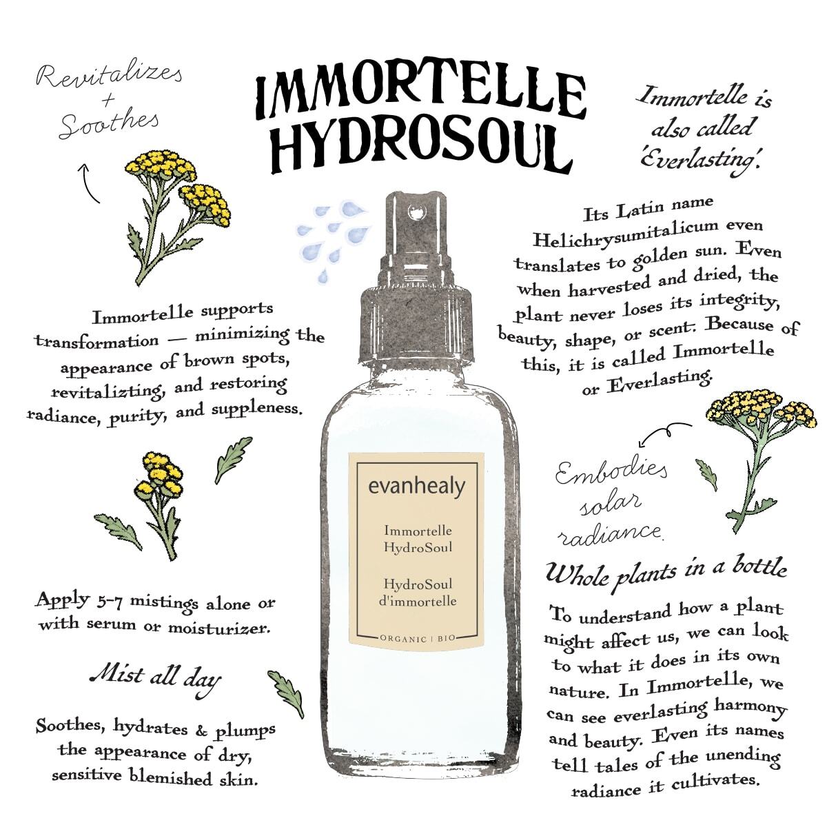 Immortelle Hydrosol infographic highlighting its regenerative and moisturizing facial toner benefits