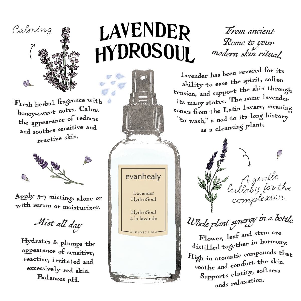 Illustrated Lavender Hydrosol guide showing its cooling, calming use as a facial tonic