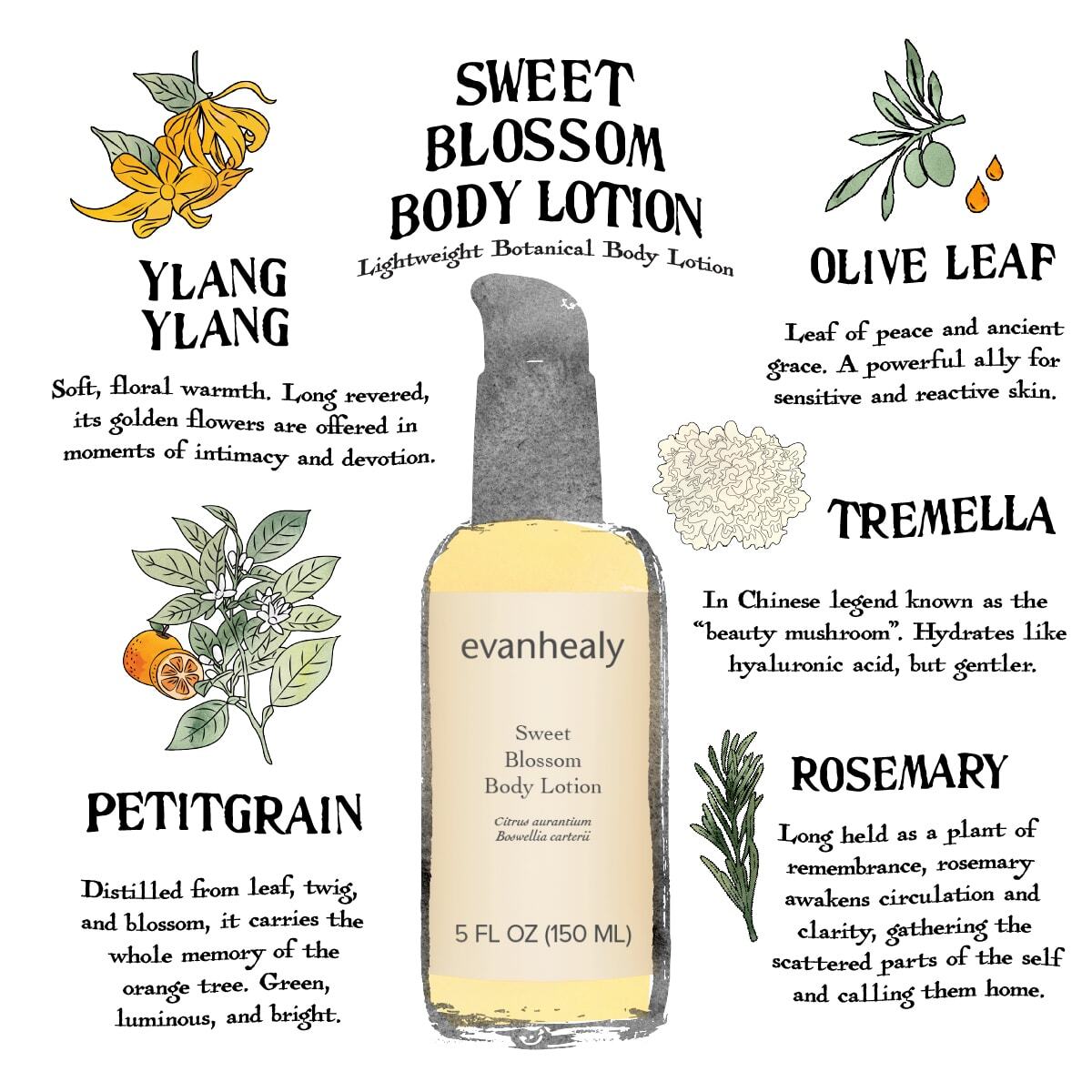 Sweet Blossom Body Lotion infographic highlighting ylang ylang, olive leaf, tremella, petitgrain, and rosemary