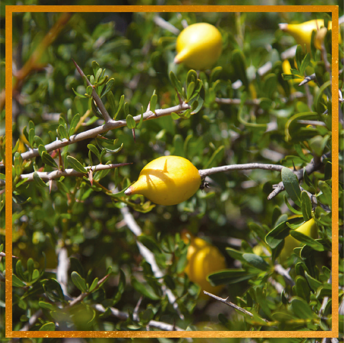 Yellow argan fruits on thorny branches in an argan forest in Morocco