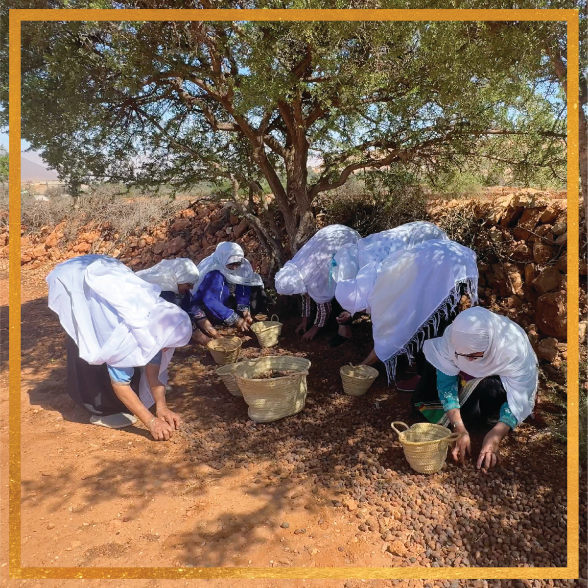 Al‑Amal cooperative women harvesting argan nuts under an argan tree in Tiznit, Morocco