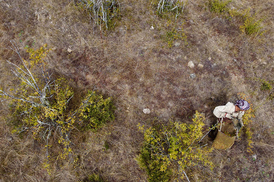 Harvester collecting wild rosehips in Patagonian scrubland, aerial view