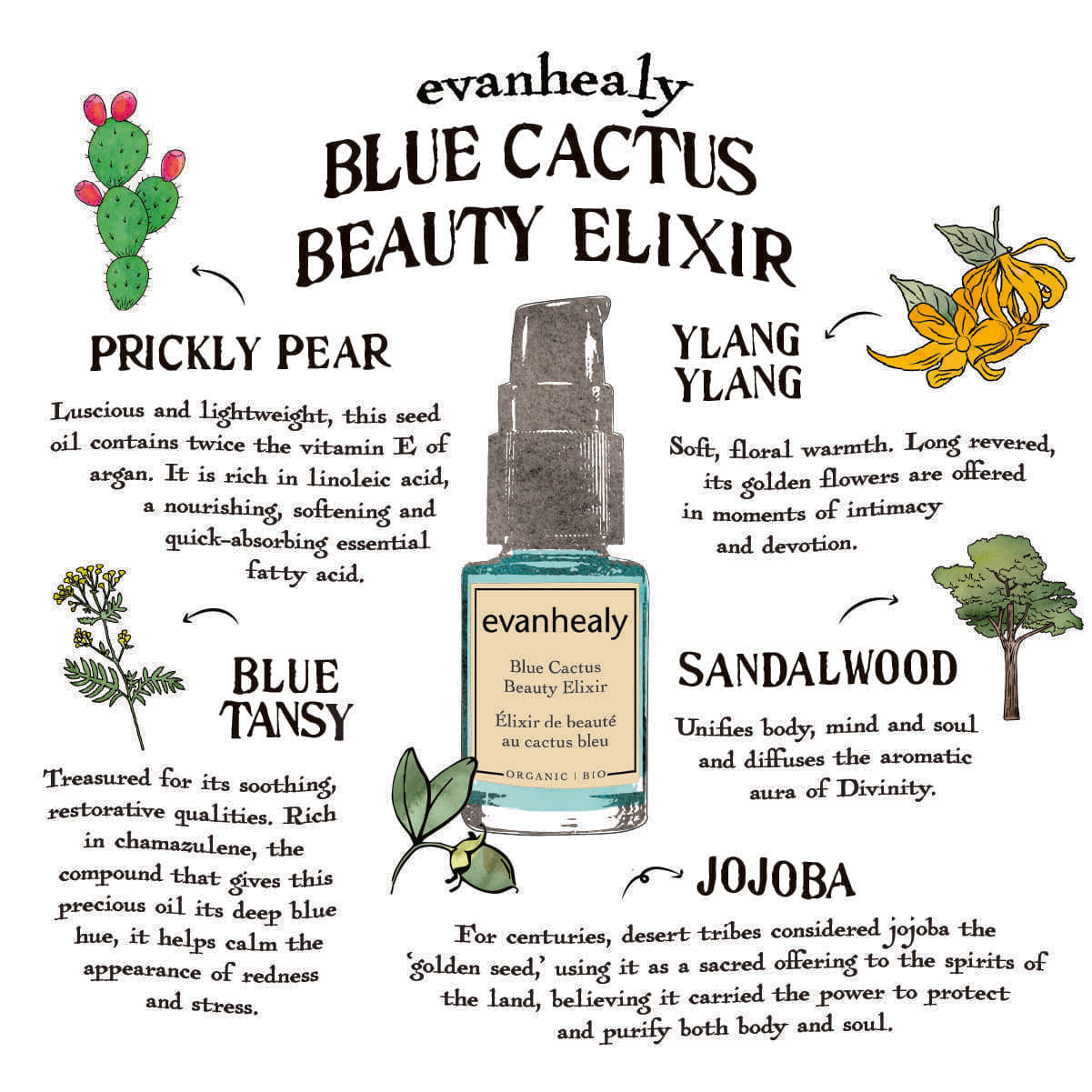 Infographic highlighting Blue Cactus Beauty Elixir ingredients: prickly pear cactus, blue tansy, sandalwood, and jojoba