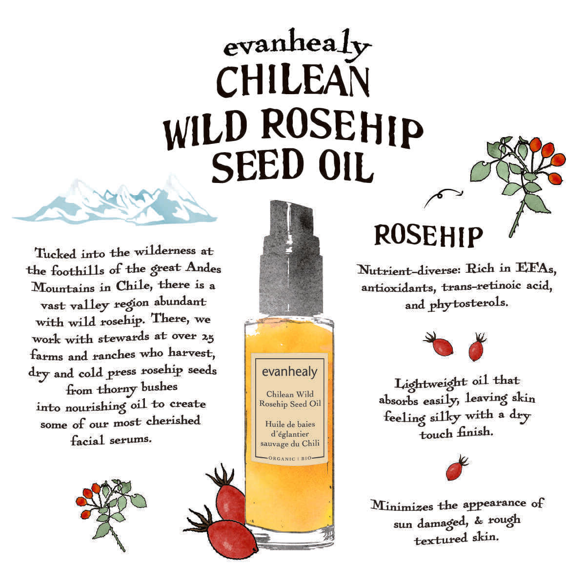 Chilean wild rosehip seed oil infographic highlighting Andean sourcing, nutrient-rich ingredients, lightweight feel and skin benefits