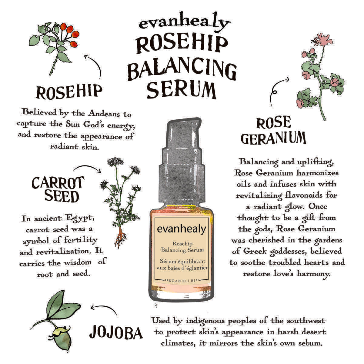 Evanhealy Rosehip Balancing Serum infographic highlighting rosehip, carrot seed, rose geranium, and jojoba