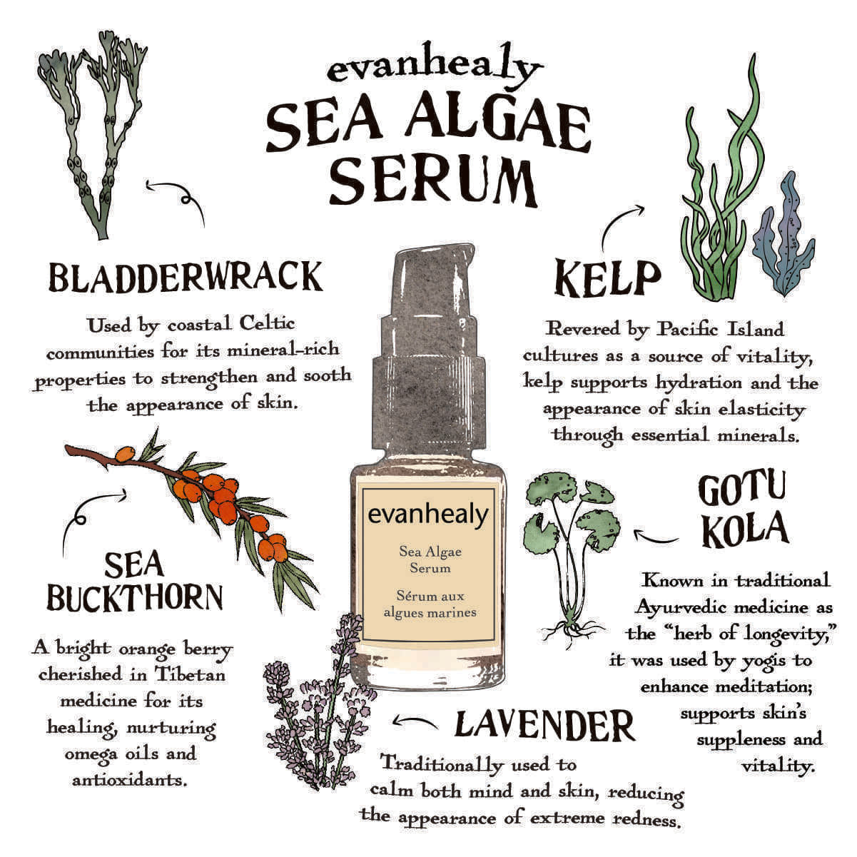 Sea Algae Serum infographic highlighting bladderwrack, kelp, sea buckthorn, gotu kola, and lavender skincare benefits