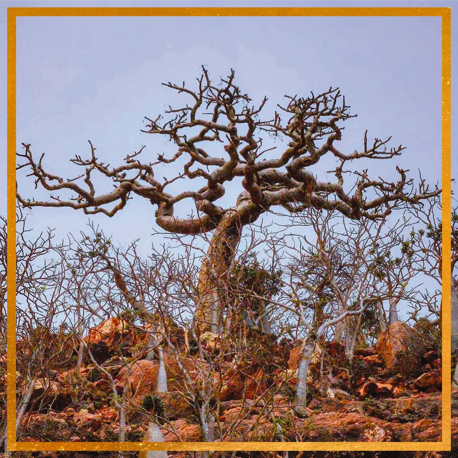 Twisted Boswellia sacra frankincense tree rising above a rocky hillside with sparse shrubs under a pale sky