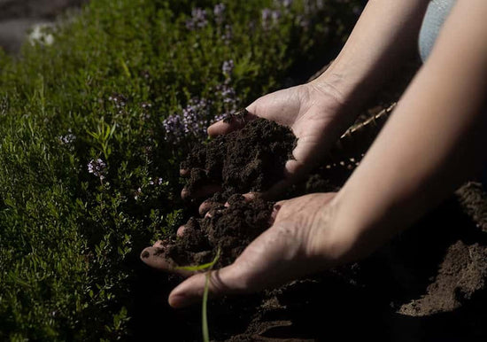 Two hands scooping rich dark soil beside low green plants, illustrating regenerative farming and soil stewardship