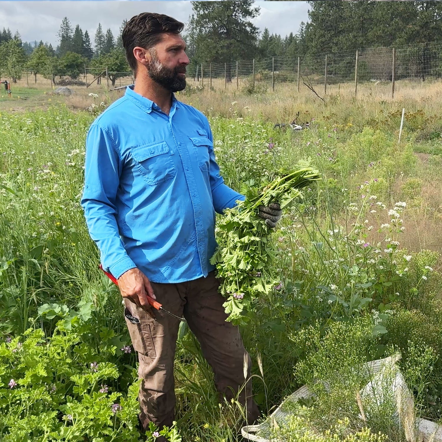 Jud, the master distiller, harvesting rose geranium in a sunlit field while holding a freshly cut bundle of plants