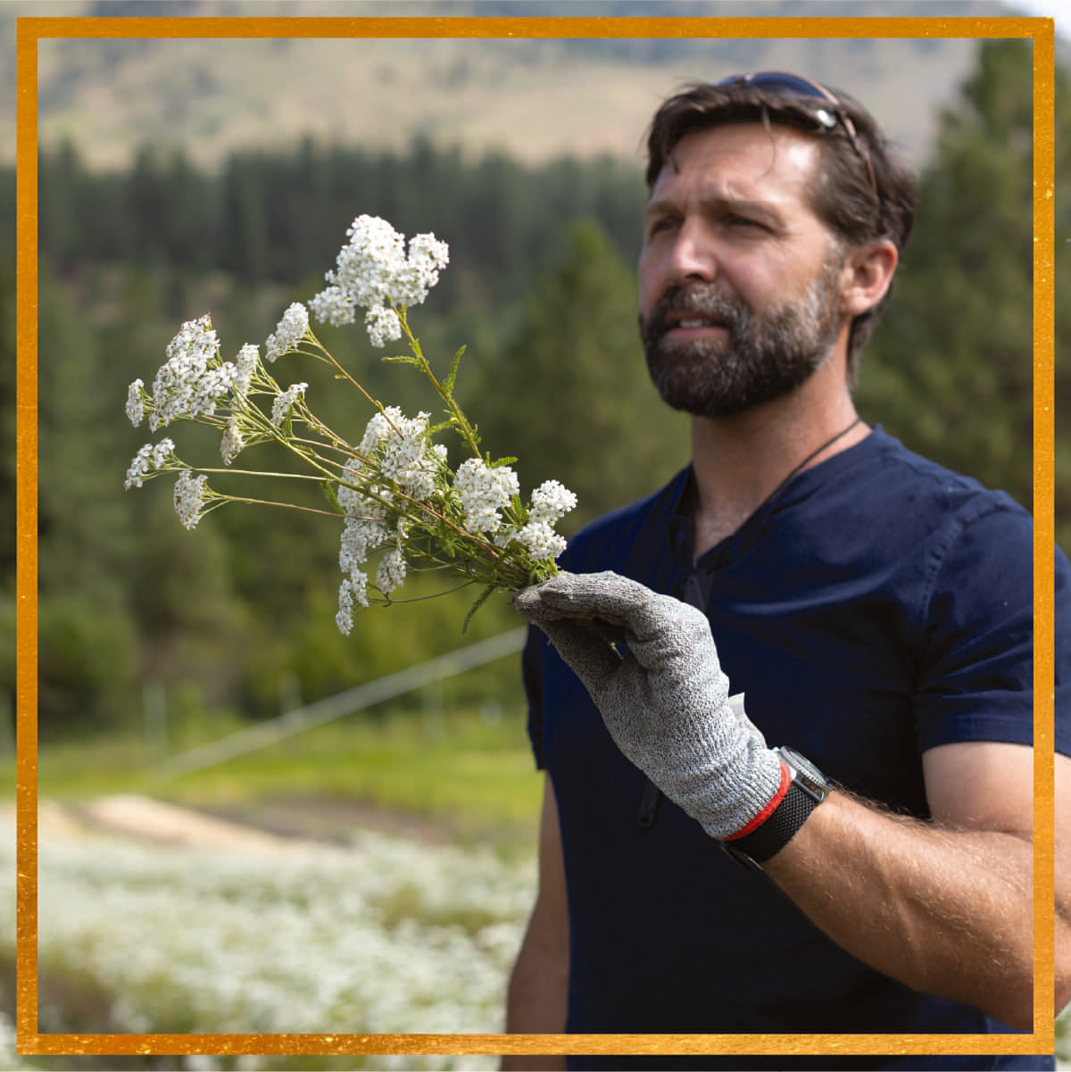 Man holding a sprig of white yarrow flowers in a sunlit farm field with evergreen trees in the background
