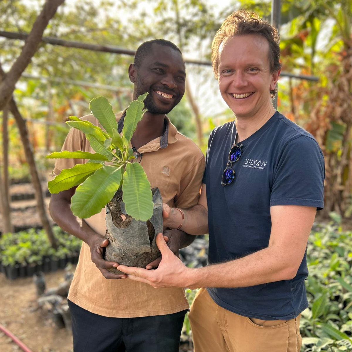 Two men smiling as they hold a young shea sapling in a shaded tree nursery in Northern Ghana