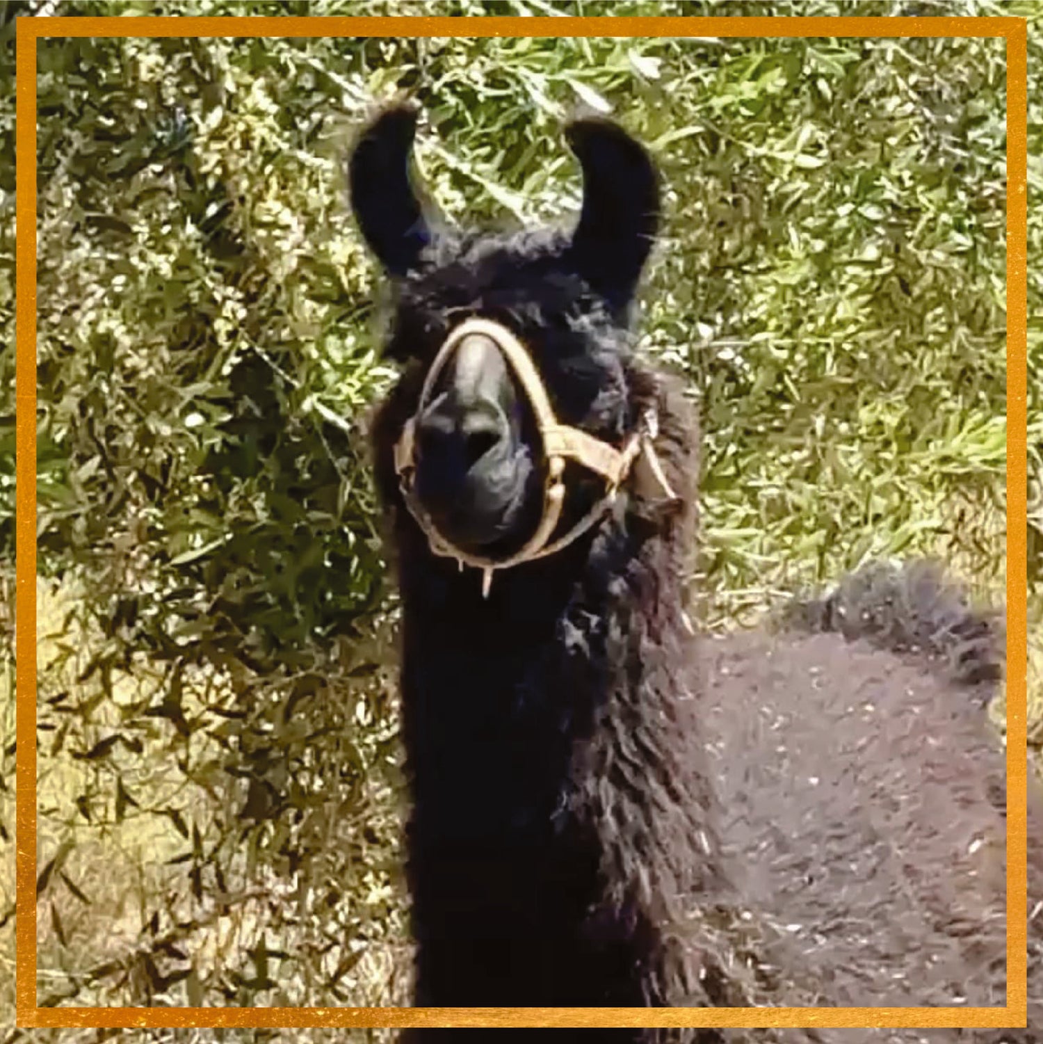 Kronk the llama standing among olive trees wearing a halter