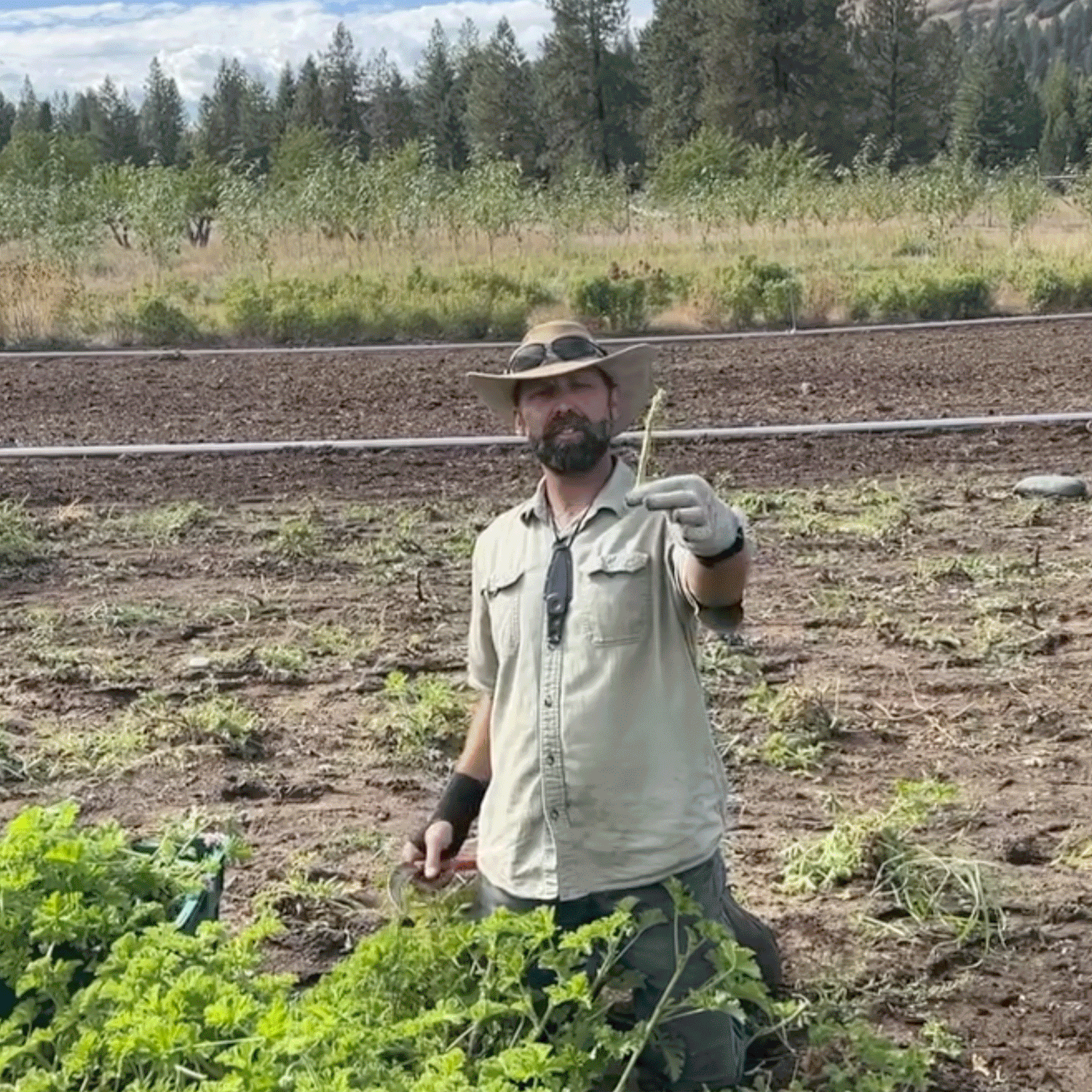 Farm worker kneeling in a field holding a rose geranium cutting with rows of plants and trees behind