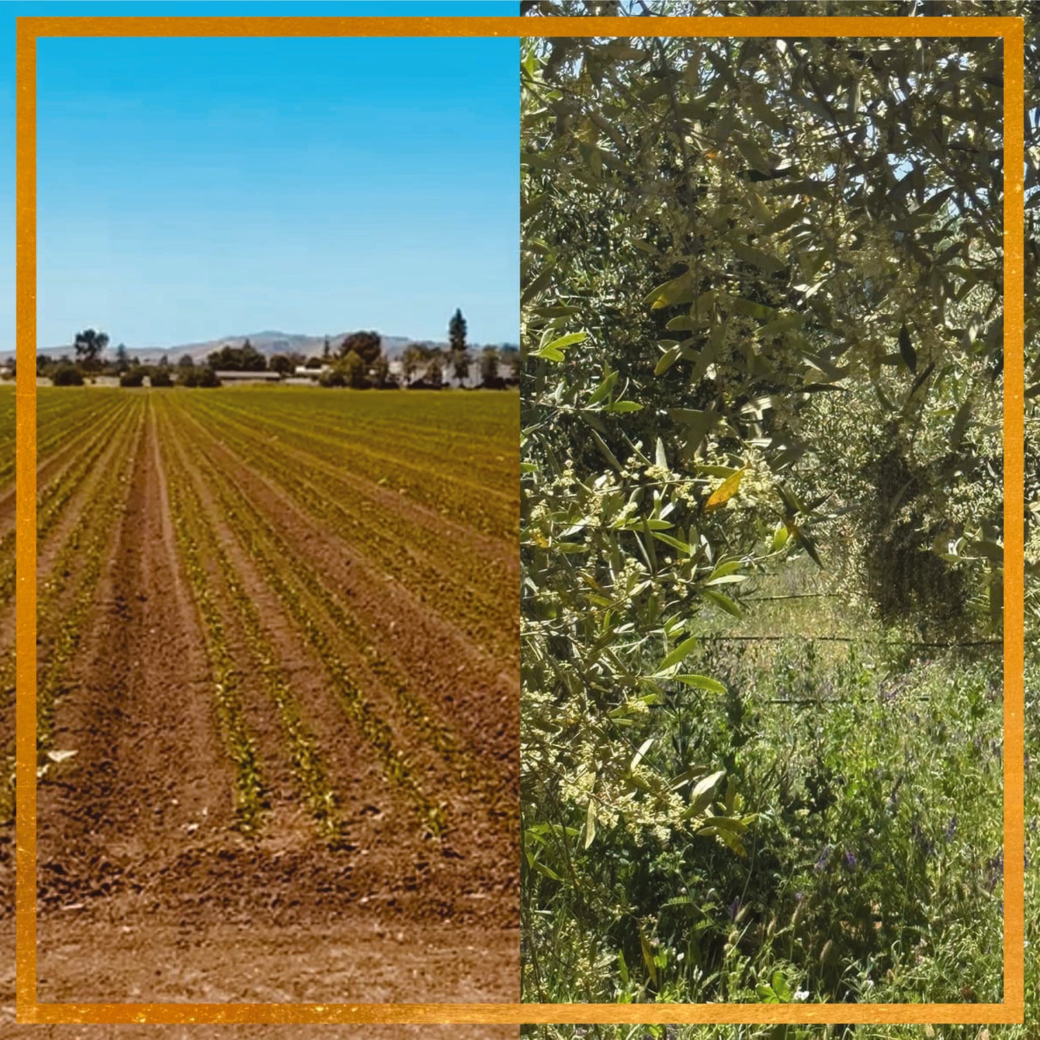 Split view of a plowed field with young rows beside a flowering olive tree in a regenerative organic olive grove