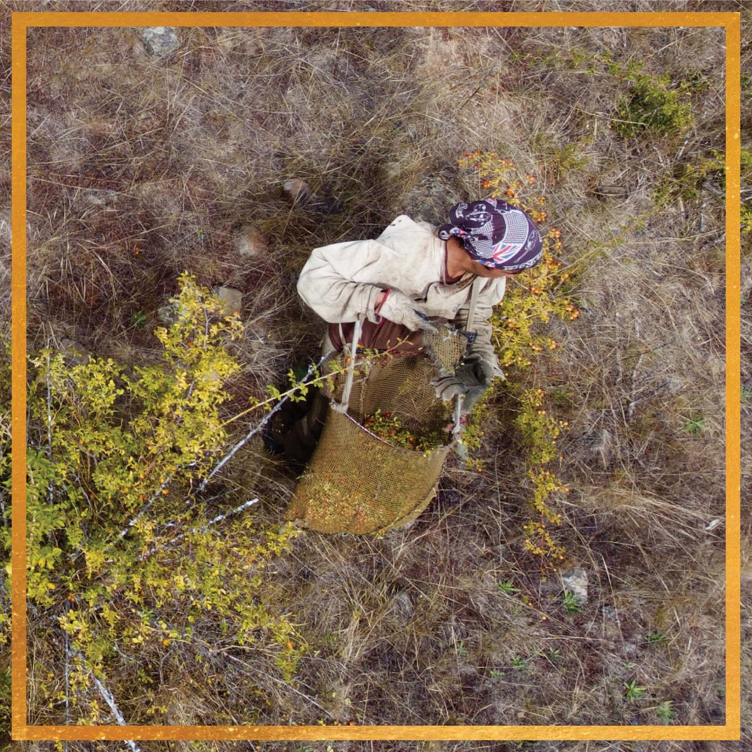Aerial view of a collector wearing protective clothing raking ripe rosehips into a woven basket on a dry Patagonian hillside