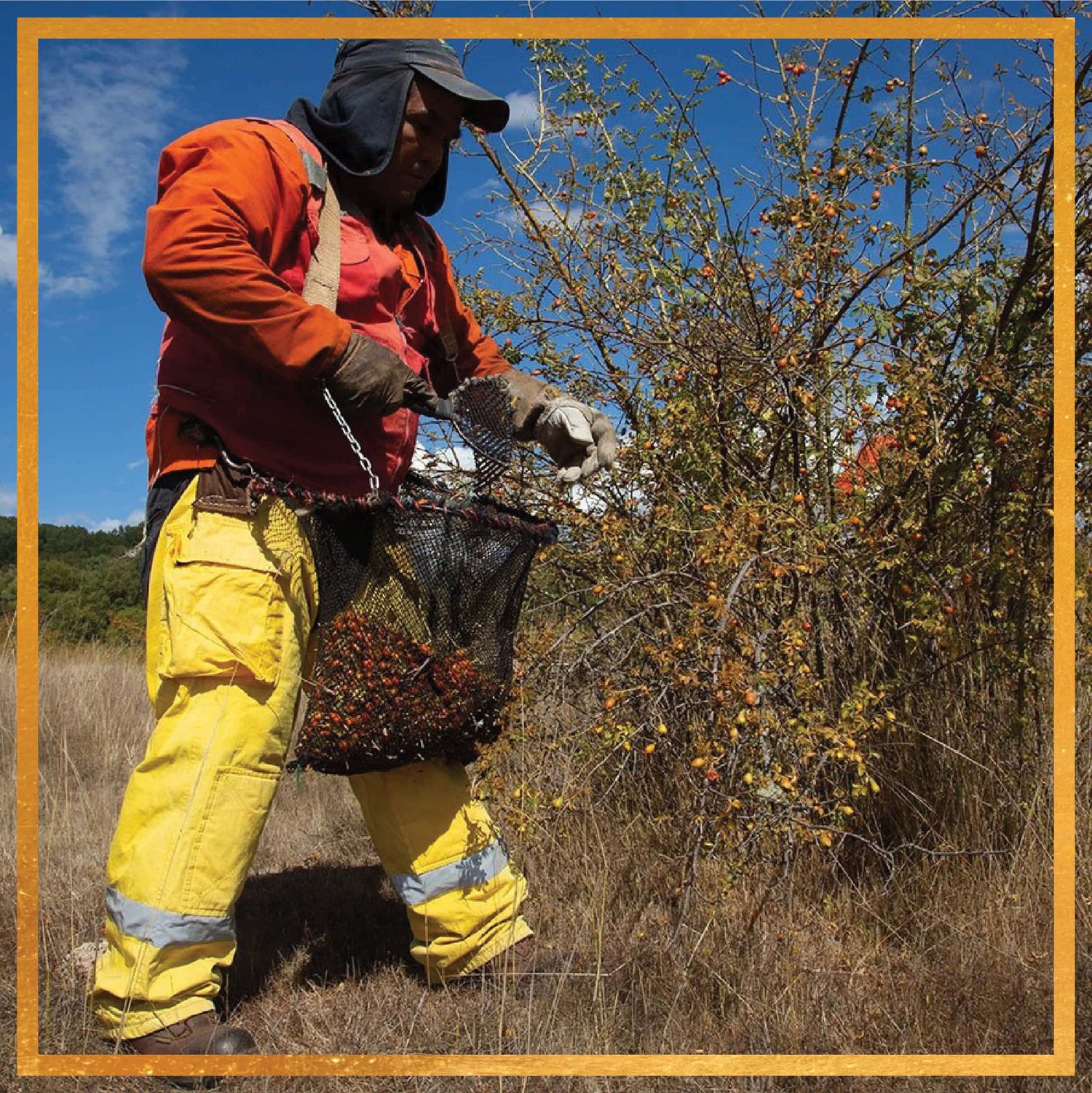 Collector in orange jacket and yellow protective pants gathering rosehips into a mesh bag in a dry field