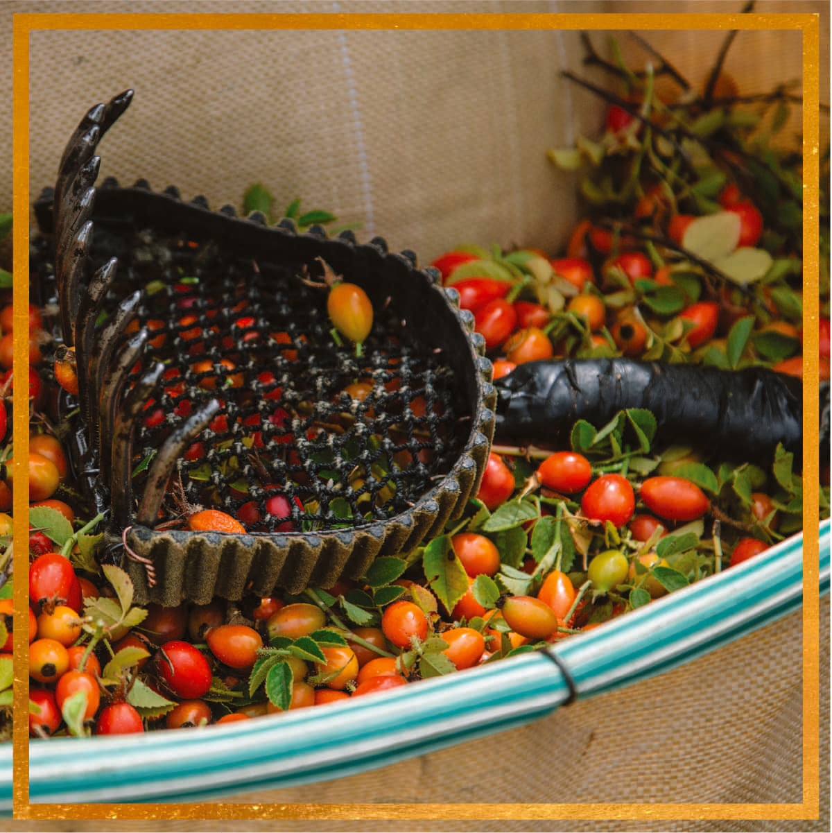 Hand rake resting on freshly harvested rosehips in a cloth basket during Patagonia harvest