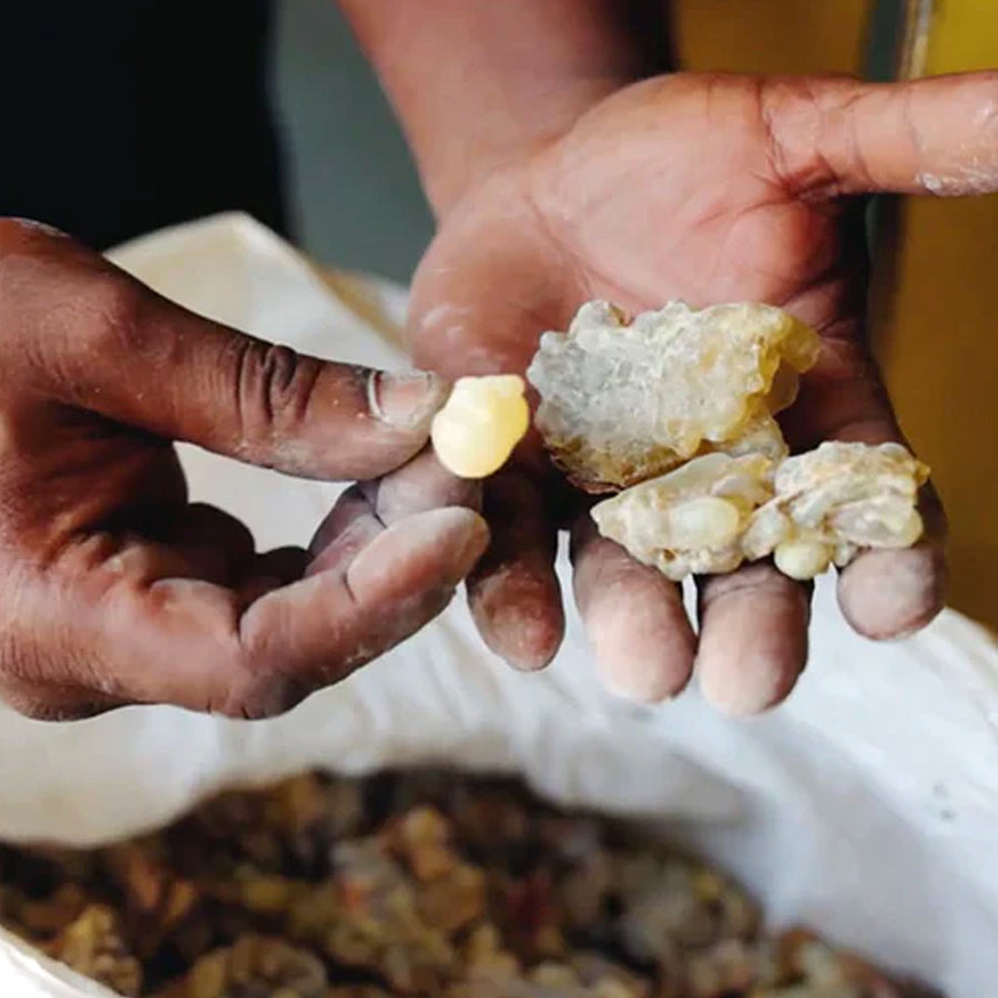 Close-up of frankincense resin pieces being held over a bowl