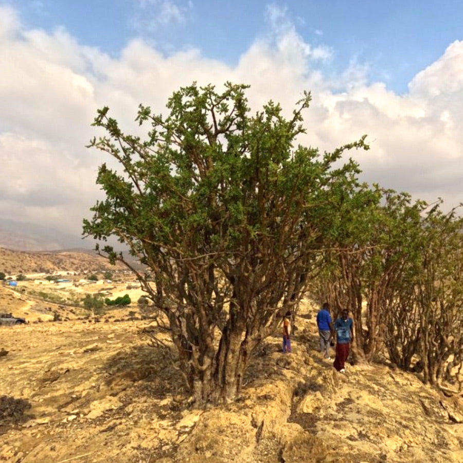 Frankincense trees growing in a dry landscape with a person nearby
