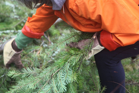 Person harvesting Douglas fir branches for hydrosol distillation, close-up of gloved hands and green needles