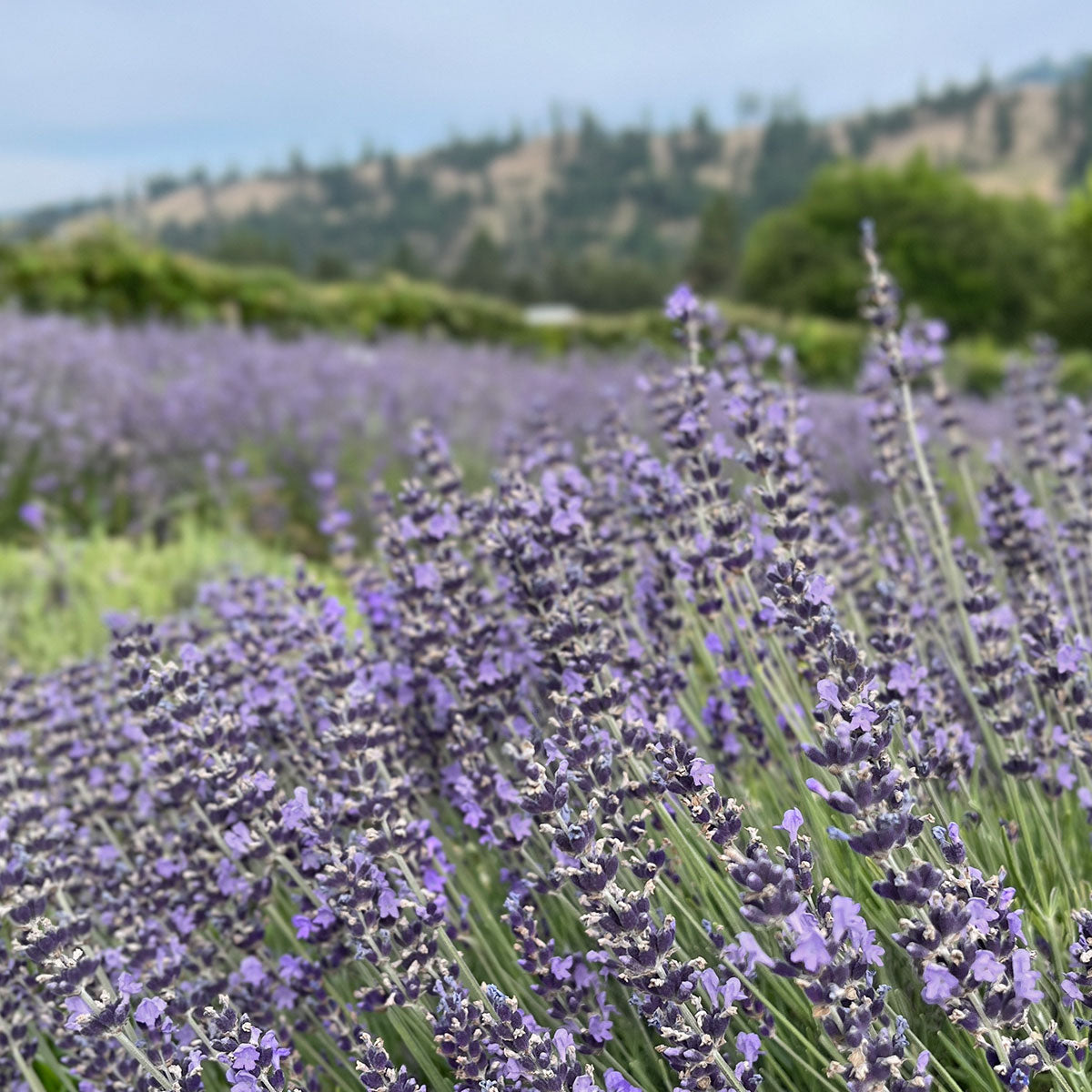 Lavender field in bloom with rows of purple plants and trees in the background