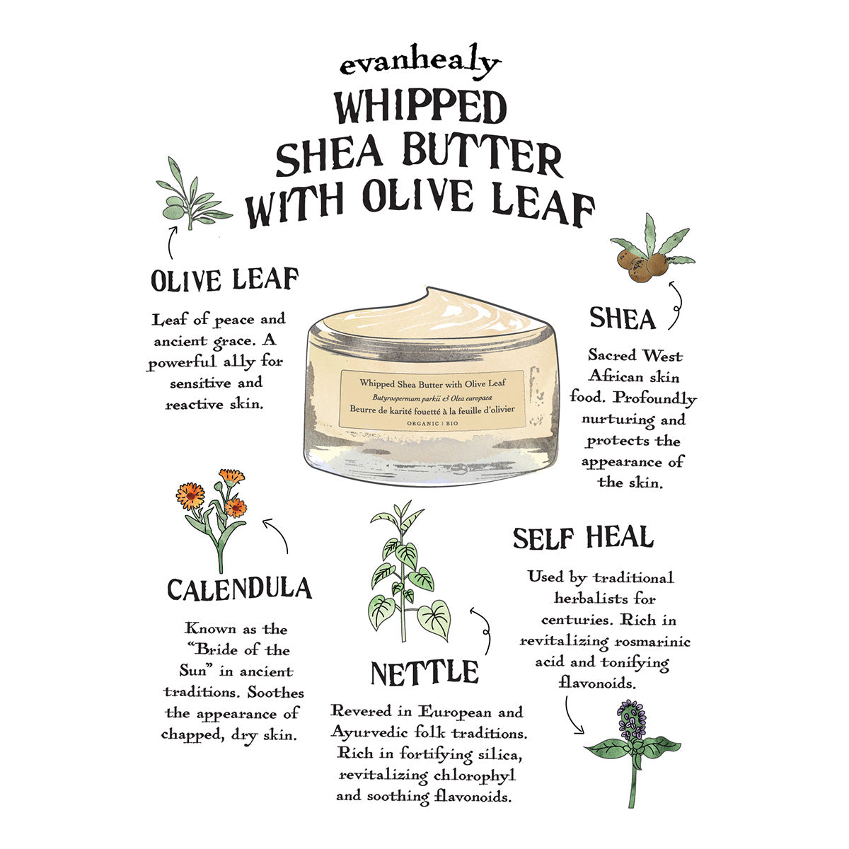 Botanical ingredient infographic featuring olive leaf, shea, calendula, nettle, and self heal