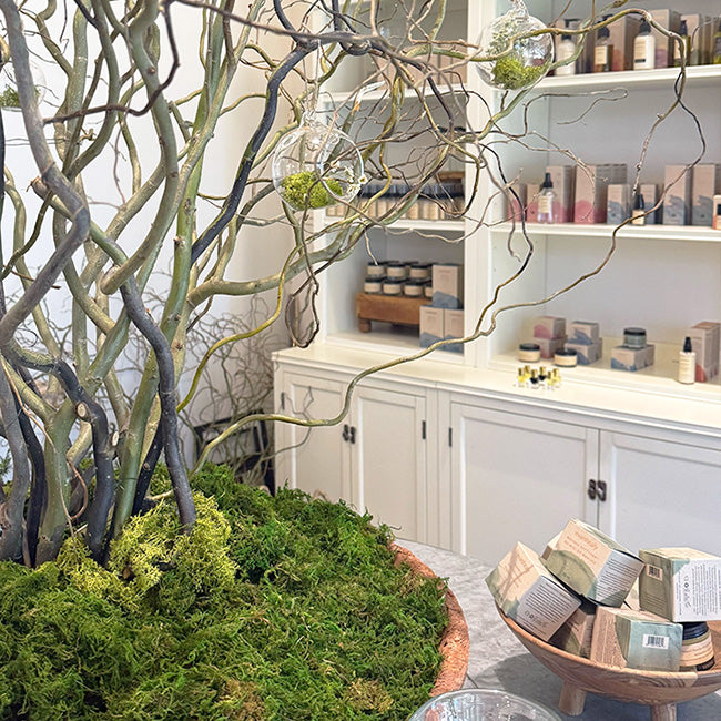 Potted moss and twisting branches anchoring a display table in the Evanhealy retail shop with shelves of skincare products behind