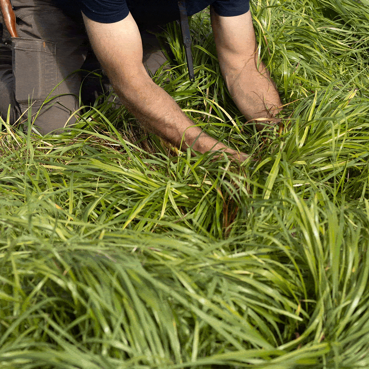 Hands harvesting sweetgrass in a lush field