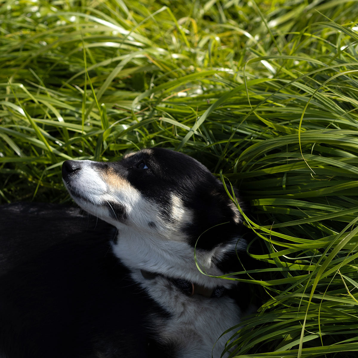 Black and white dog nestled among sweetgrass