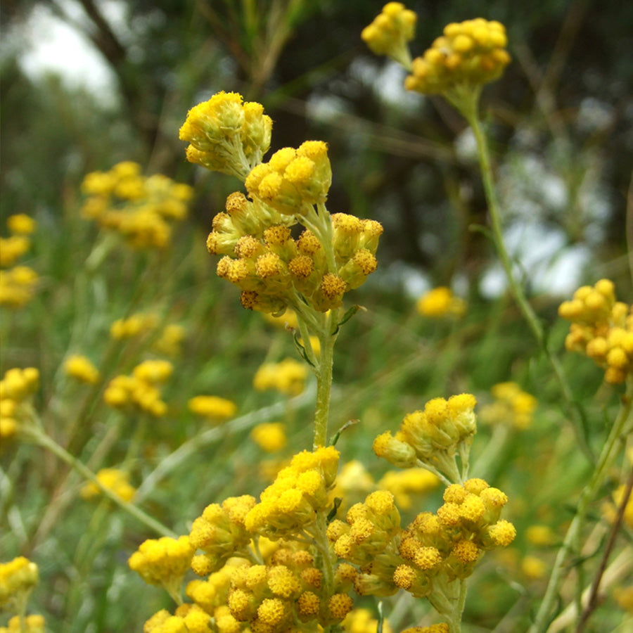 Close-up of yellow immortelle flowers in a field
