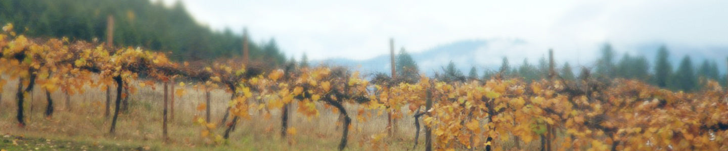 Autumn vineyard rows beneath a hazy mountain sky