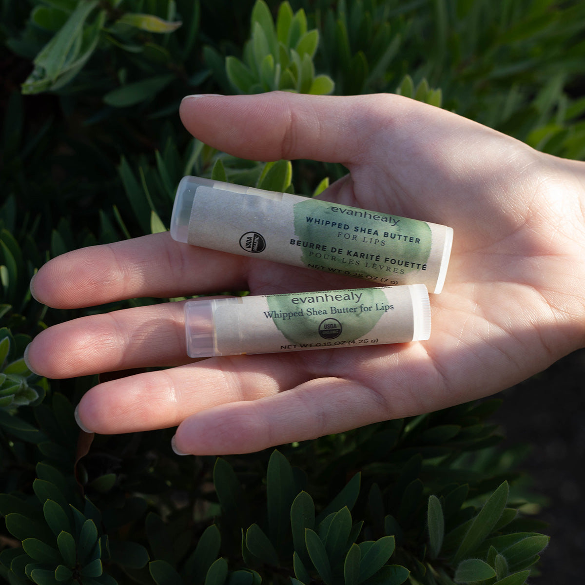 Close-up of two Whipped Shea Butter for Lips tubes showcasing paper labels and clear caps in a hand against green foliage