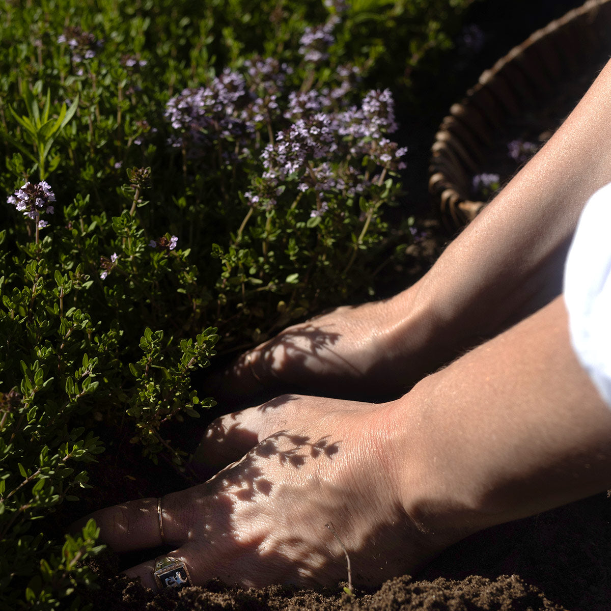 Hands harvesting lemon thyme in a garden bed