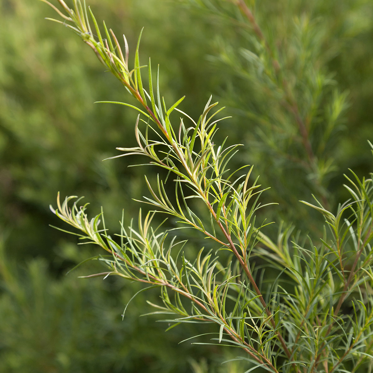 Tea tree branches with narrow green leaves