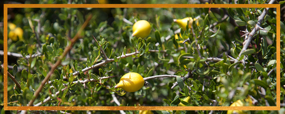 Close-up of argan tree branches with ripening yellow argan fruits among green leaves