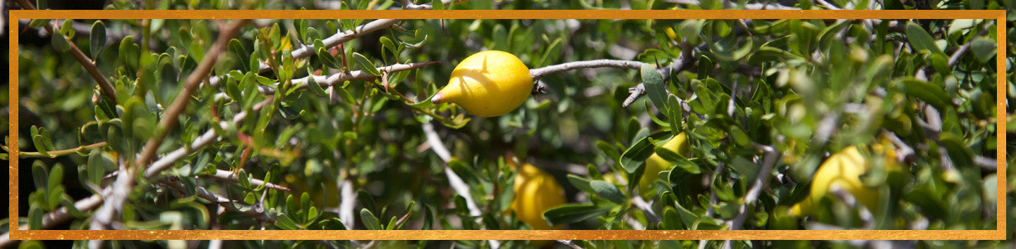 Argan tree branches with ripe yellow argan fruits in a sunlit shrub, framed by a thin gold border