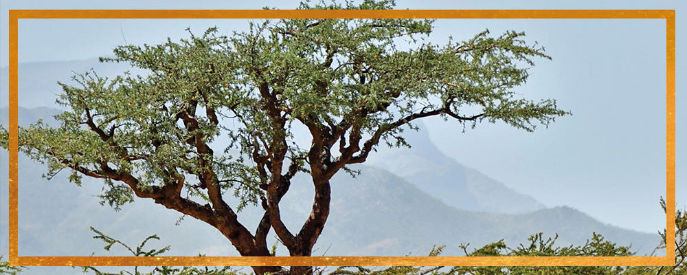 Frankincense tree with a textured orange frame and hazy blue mountains in the background