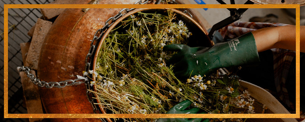 Hands in green gloves placing chamomile flowers into a copper distillation vat for hydrosol production