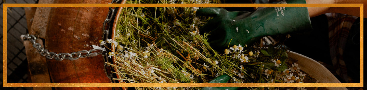 Gloved hands gathering chamomile flowers into a wooden barrel during harvest